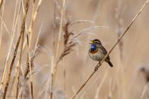 Blaukehlchen